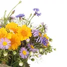 Vignone flowers  -  Composition of Daisy Plants Flower Bouquet/Arrangement