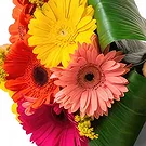 Santa Maria flowers  -  Bouquet of 8 Gerberas and Teddybear Flower Bouquet/Arrangement