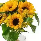 Chile flowers  -  Potted Sunflowers Flower Bouquet/Arrangement