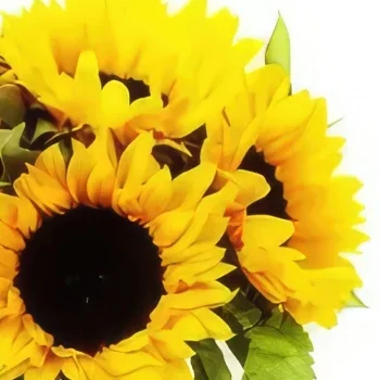 Boyeros (på ett år) blommor- Sunny Delight Bukett/blomsterarrangemang