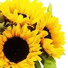 ג'מבר פרחים- Sunny Delight זר פרחים/סידור פרחים