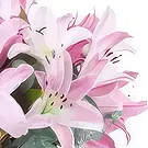 巴黎 花- 布鲁塞尔粉红百合花束 花的花束安排