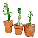 Adma flowers  -  Green  Leave Flower Bouquet/Arrangement