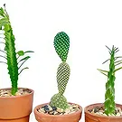 Adma flowers  -  Green  Leave Flower Bouquet/Arrangement