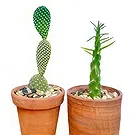 Adma flowers  -  Green  Leave Flower Bouquet/Arrangement