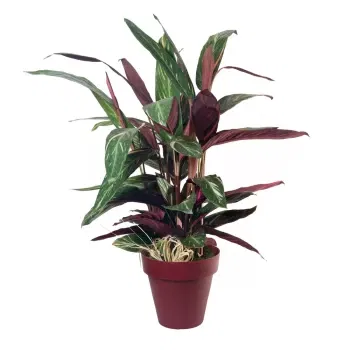 Italien blomster- Calathea plante Blomst Levering