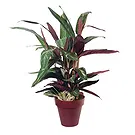 Vignone flowers  -  Calathea plant Flower Bouquet/Arrangement