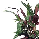 Vignone flowers  -  Calathea plant Flower Bouquet/Arrangement