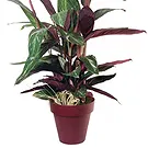 Vignone flowers  -  Calathea plant Flower Bouquet/Arrangement