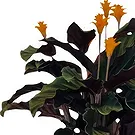 Monteceneri flowers  -  Calathea Tassmania Flower Bouquet/Arrangement