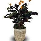 Monteceneri flowers  -  Calathea Tassmania Flower Bouquet/Arrangement