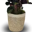 Monteceneri flowers  -  Calathea Tassmania Flower Bouquet/Arrangement