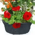 Dumbéa (Dumbéa) blomster- Calidi rød, orange plantebæger Blomst buket/Arrangement