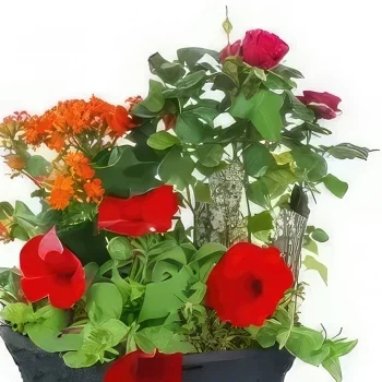 Lyon bunga- Calidi Red, Orange Plant Cup Rangkaian bunga karangan bunga