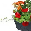 Dumbéa (Dumbéa) blomster- Calidi rød, orange plantebæger Blomst buket/Arrangement