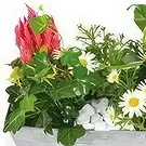 بائع زهور باريس- زارع كاليبسو وردي وأبيض باقة الزهور