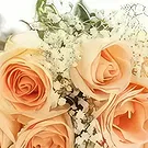 Cabo Balanco blommor- Persika Romantik Bukett/blomsterarrangemang