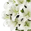 El Machucado flowers  -  Memories Flower Bouquet/Arrangement