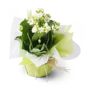 Manaus flori- Floare de avere albă pentru cadou Buchet/aranjament floral