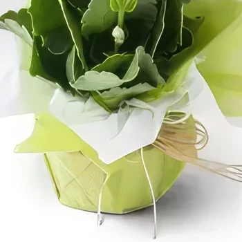 Σαλβαντόρ λουλούδια- Άσπρο λουλούδι τύχης για το δώρο Μπουκέτο/ρύθμιση λουλουδιών