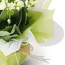 Brasilien Blumen Florist- WeißeS Glück Blume für Geschenk Bouquet/Blumenschmuck