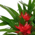 Cala Llonga flowers  -  Garden Tapestry Flower Bouquet/Arrangement