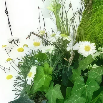 Lyon bunga- Komposisi tanaman putih chamomilla Rangkaian bunga karangan bunga