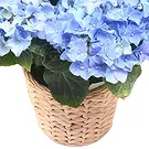 Segmon blomster- Blå hortensia plante Blomsterarrangementer bukett