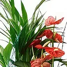 Cala Llonga flowers  -  Ever Green Flower Bouquet/Arrangement