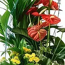 Cala Llonga flowers  -  Ever Green Flower Bouquet/Arrangement
