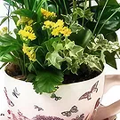 Cala Llonga flowers  -  Ever Green Flower Bouquet/Arrangement