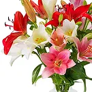 Haarlem flowers  -  Lilies - Fancy mix Flower Bouquet/Arrangement