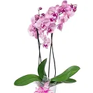 Birmingham flowers  -  Pale pink orchid plant Flower Bouquet/Arrangement