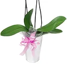 Birmingham flowers  -  Pale pink orchid plant Flower Bouquet/Arrangement
