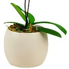 Birmingham flowers  -  Pink orchid plant Flower Bouquet/Arrangement