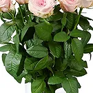 Maastricht Blumen Florist- Weiches Rouge Bouquet/Blumenschmuck