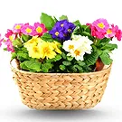Riversdale flowers  -  Primroses in basket Flower Bouquet/Arrangement