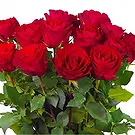 Amsterdam blommor- 20 röda rosor | Odlare Bukett/blomsterarrangemang