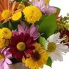 Santa Maria flowers  -  Arrangement of Colorful Daisies and Foliage Flower Bouquet/Arrangement