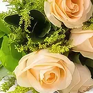 Santa Maria flowers  -  Bouquet of 8 Champagne Roses Flower Bouquet/Arrangement
