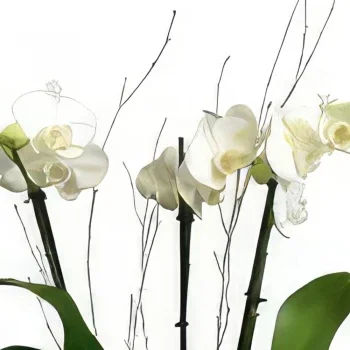 Albufeira kukat- Moderni ja tyylikäs Kukka kukkakimppu