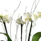 Mira flowers  -  Modern and Elegant  Flower Bouquet/Arrangement