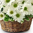 Resten av Ryssland blommor- Lugnande och visuellt Bukett/blomsterarrangemang