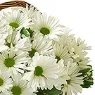 Resten av Ryssland blommor- Lugnande och visuellt Bukett/blomsterarrangemang