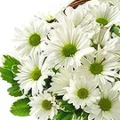 Resten av Ryssland blommor- Lugnande och visuellt Bukett/blomsterarrangemang