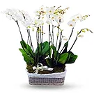 Greece flowers  -  White Orchid Arrangement Flower Bouquet/Arrangement