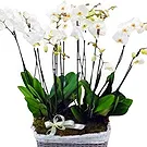 Greece flowers  -  White Orchid Arrangement Flower Bouquet/Arrangement