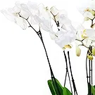 Greece flowers  -  White Orchid Arrangement Flower Bouquet/Arrangement