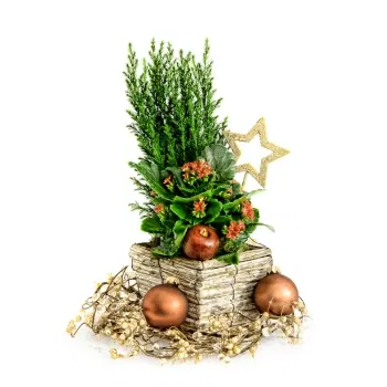 시칠리아 꽃- 소나무와 Kalanchoe를 사용한 크리스마스 구성