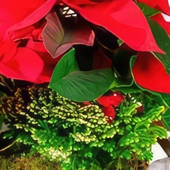 מדריד פרחים- העונג של סנטה זר פרחים/סידור פרחים